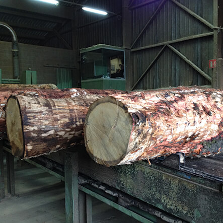 oak trees at a sawmill