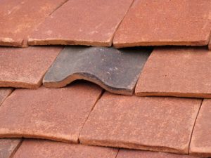 Roof with bat access